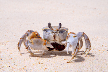 crab with eggs on the sand in maldive