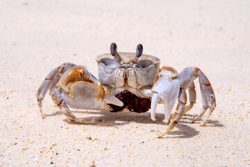 crab with eggs on the sand in maldive