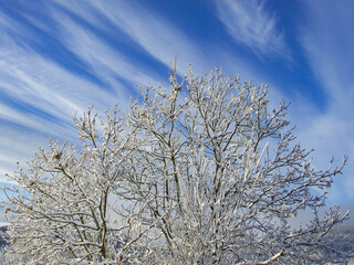 Delicate snow-covered branches of an Ash tree (Fraxinus excelsior) reach towards a crisp blue sky and high above, wispy Cirrus clouds streak across the winter sky in Pontypool, Torfaen, Wales, UK
