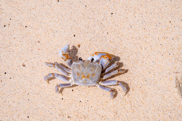 crab with eggs on the sand in maldive