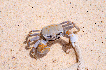 crab with eggs on the sand in maldive
