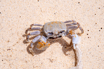 crab with eggs on the sand in maldive