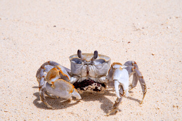 crab with eggs on the sand in maldive