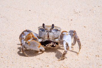 crab with eggs on the sand in maldive