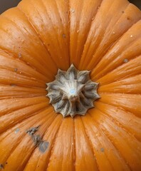 close up of pumpkin stalk