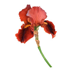 Botanical Illustration of a Deep Red Iris Flower