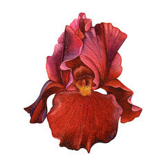 Vibrant Red Iris Watercolor Botanical Illustration