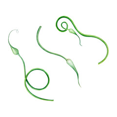 Fresh Green Garlic Scapes Watercolor Illustration