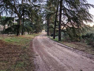 Scenic dirt path surrounded by tall trees during early morning light in a quiet forest