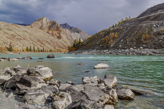 A fast-flowing cold river winding through the autumnal landscape of the Altai Republic, Russia surrounded by golden trees and rugged mountain scenery