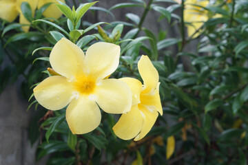 Close-up of beautiful yellow Allamanda flowers blooming in a garden after the rain, with fresh green leaves in the background, symbolizing tropical beauty, freshness, and natural serenity.
