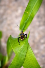 Shield bug resting on a leaf