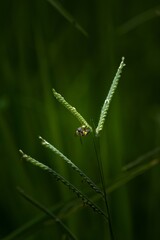 Bee resting on a leaf with dark green background