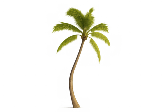 Palm tree illustration showcasing a tropical plant with lush green fronds and a gently curved trunk on a transparent background - Powered by Adobe