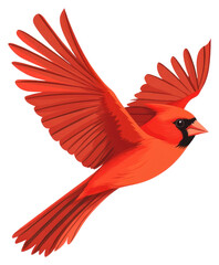 Fototapeta premium PNG Ruby Red Cardinal Flying cardinal illustration flying.