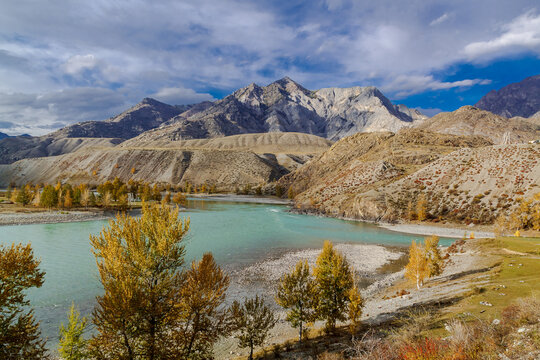 A fast-flowing cold river winding through the autumnal landscape of the Altai Republic, Russia surrounded by golden trees and rugged mountain scenery