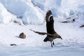 South Polar Skua In antarctica © Sondre 