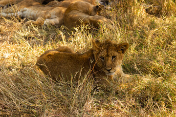 Serengeti National Park, Tanzania: Lion Cub Resting in the Golden Grass of the Serengeti