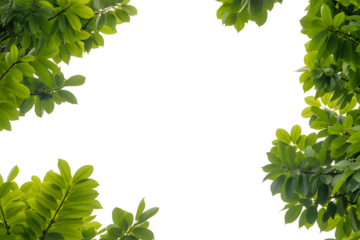 Vibrant green leaves frame a dark empty space creating a natural border for text or design elements