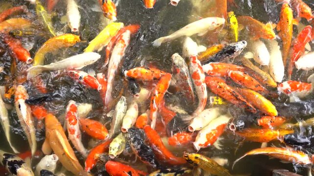 Koi Pond Frenzy: A vibrant aquatic ballet unfolds as a multitude of koi fish, with their diverse hues and patterns, converge in a pond, creating a stunning visual tapestry of underwater life.