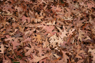 Autumn leaves covering the ground, showcasing rich colors and textures. A perfect representation of seasonal change and natural beauty.