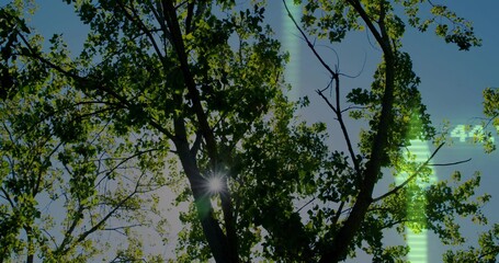 Showing deciduous trunks casting sunstar flare through dense canopy at park, with green artifact