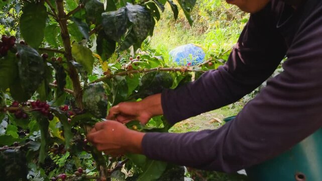 High-quality coffee cherries ready to be harvested by a farmer in the Yungas region of Bolivia - coffee concept