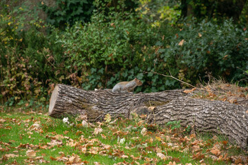 A squirrel on a log in a natural setting, surrounded by fallen leaves and greenery. Perfect for nature and wildlife projects.