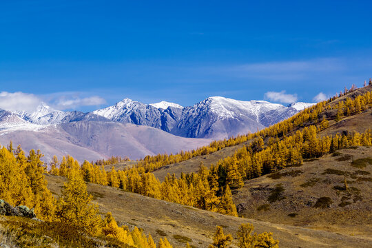 Autumn larch taiga on the background of snow-capped mountains north chui range. Altai Republic, Russia.