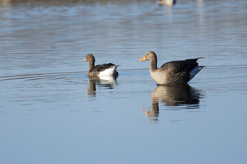 Obraz premium two greylag geese in the lake, greyblue shimmering lake, a greylag goose from the side reflecting in the water, Anser anser, two gray geese on the lake