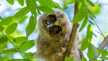 Obraz premium owl in tree