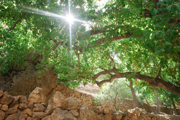 Sunlight filtering through green trees in a serene landscape