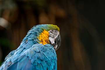 Obraz premium Bloedel Conservatory, a lush glass dome filled with tropical plants and colorful birds a offering warm oasis high atop Queen Elizabeth Park in Vancouver BC