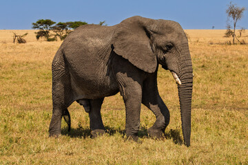 Fototapeta premium Serengeti National Park, Tanzania: Bull Elephant on the Savanna