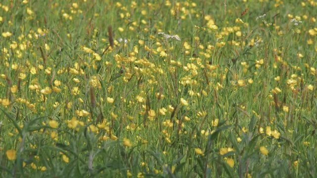 Crowded Buttercup Flowers in Spring with Tall Grass &ndash; Yellow Wildflower Meadow Gently Swaying in Breeze, Medium Telephoto Shot for Nature Backgrounds and Seasonal Video Projects