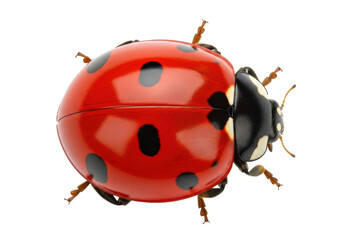 Red ladybug PNG isolated on transparent background, close-up of a ladybird with black spots for nature and biology concepts