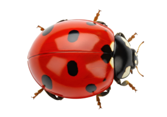 Red ladybug PNG isolated on transparent background, close-up of a ladybird with black spots for nature and biology concepts