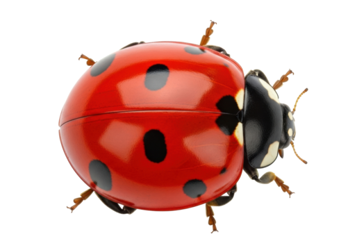 Red ladybug PNG isolated on transparent background, close-up of a ladybird with black spots for nature and biology concepts