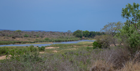 View and landscape - Flora Botany Bush in Kruger Nationalpark