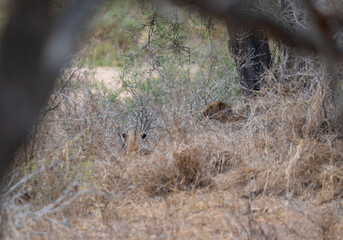 Lion in the bush of Kruger National Park South Africa