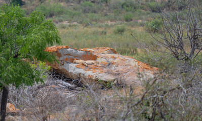 Lioness or Lion in the bush of Kruger National Park South Africa