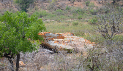 Lion in the bush of Kruger National Park South Africa
