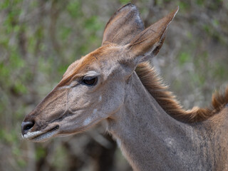 Greater Kudu Strepsiceros in Kruger National Park South Africa