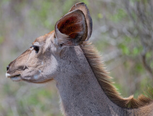 Greater Kudu Strepsiceros in Kruger National Park South Africa