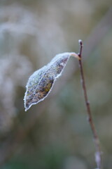 a dry leaf on a branch covered with frost
