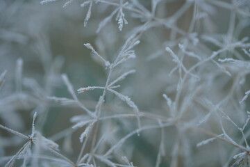 close-up of dry grass covered with frost on an autumn morning