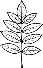 Simple line art botanical illustration of a compound leaf graphic