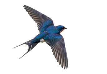 Barn swallow flying PNG isolated on transparent background, Hirundo rustica bird with blue plumage and long forked tail, wildlife
