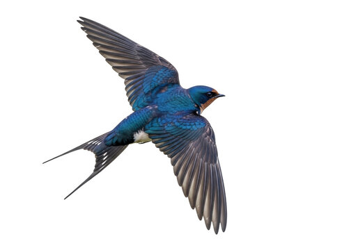 Barn swallow flying PNG isolated on transparent background, Hirundo rustica bird with blue plumage and long forked tail, wildlife