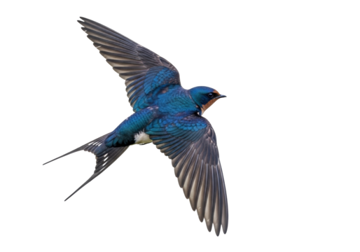 Barn swallow flying PNG isolated on transparent background, Hirundo rustica bird with blue plumage and long forked tail, wildlife